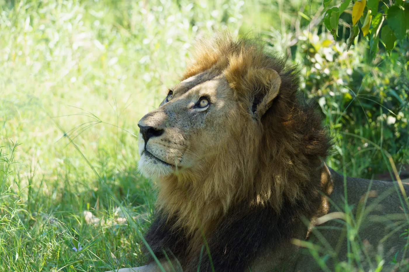 Lion resting in the grass, photographed during Shawn's travels